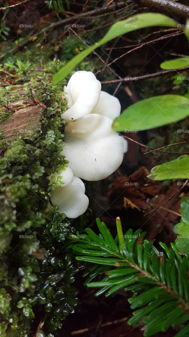 Mushroom hunting I'm sure this one can't eat but I like the ways and where she is surrounding by nature in the forest white and green it's a good mate, one again took from my Samsung galaxy S6 October 2017. at Heather lake on Mountain Loop Highway.