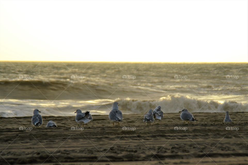 Bird, Beach, Water, Ocean, Sea