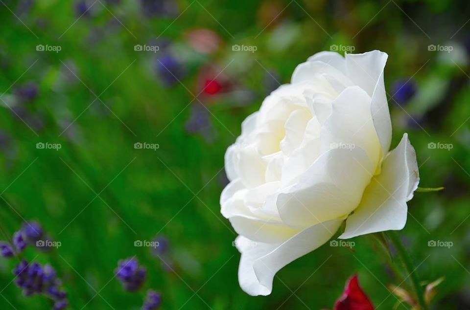 White rose