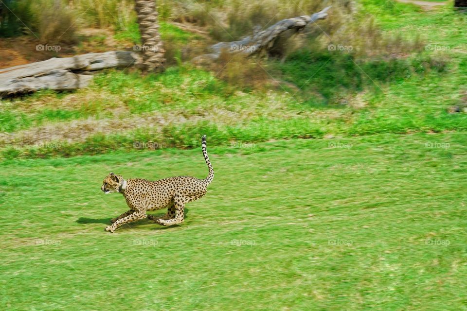 Cheetah Sprinting Across The Savanna 