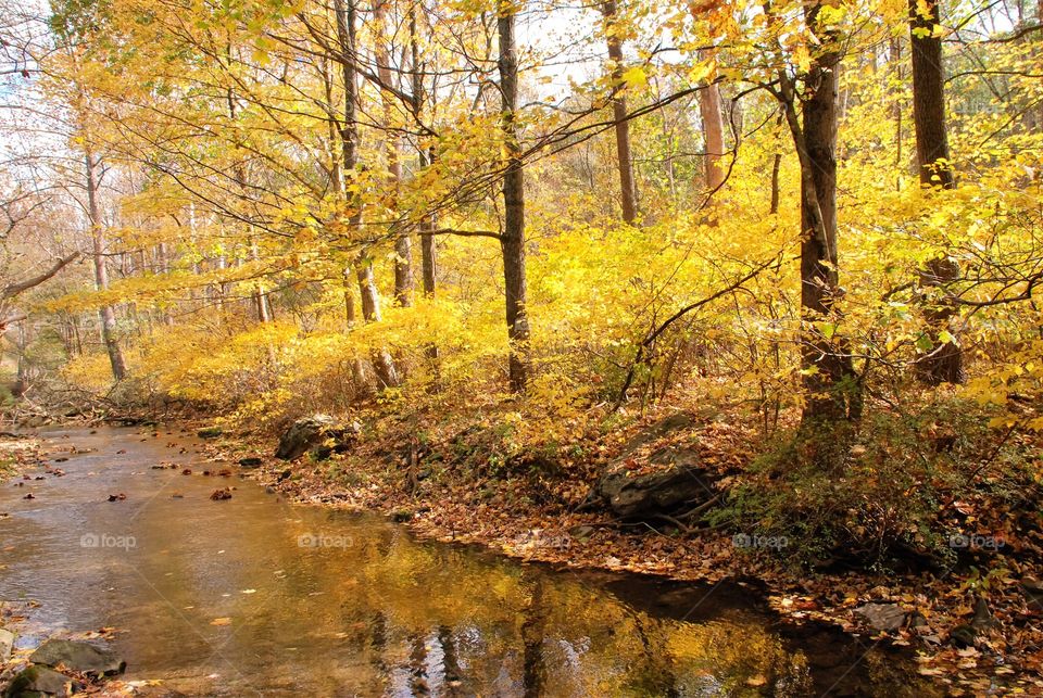 Fall stream 