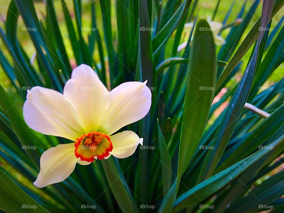 Daffodil in spring