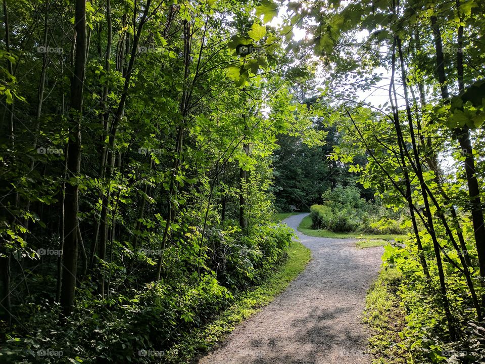 green path through the trees