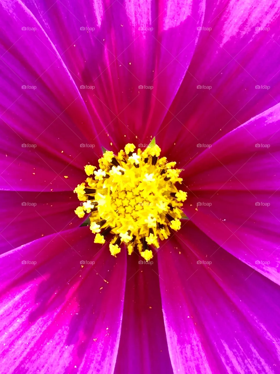 cosmos