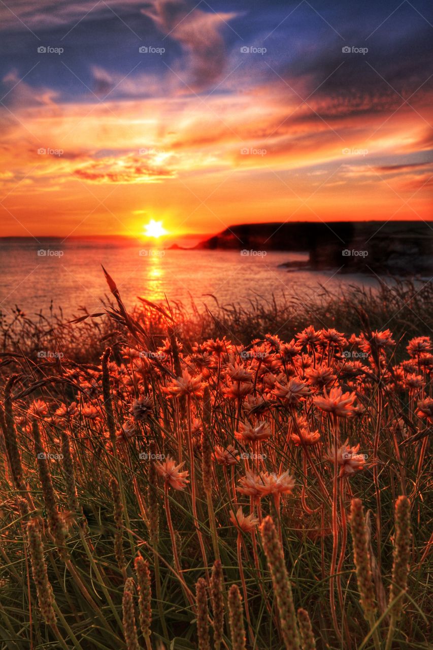 Sunrise at the Coast. A crowd of flowers are lit by a beautiful summer sunset at the Coastal cliffs.