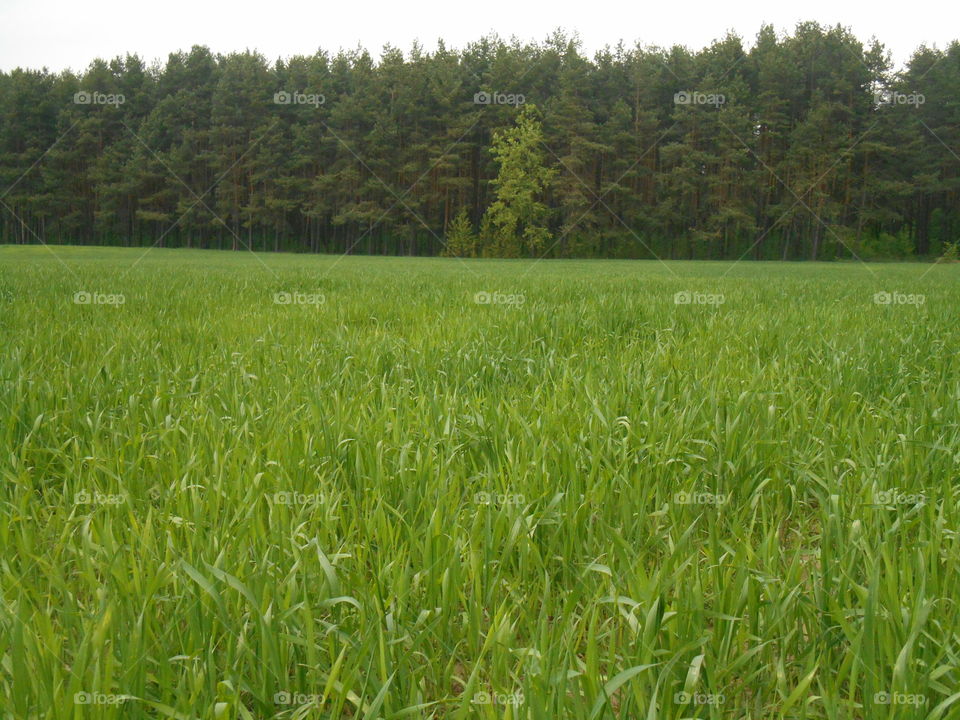 Field, Rural, Farm, Agriculture, Grass