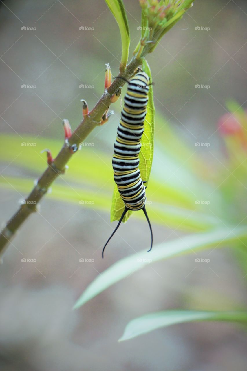 Monarch caterpillar . Monarch caterpillar in the botanical garden 