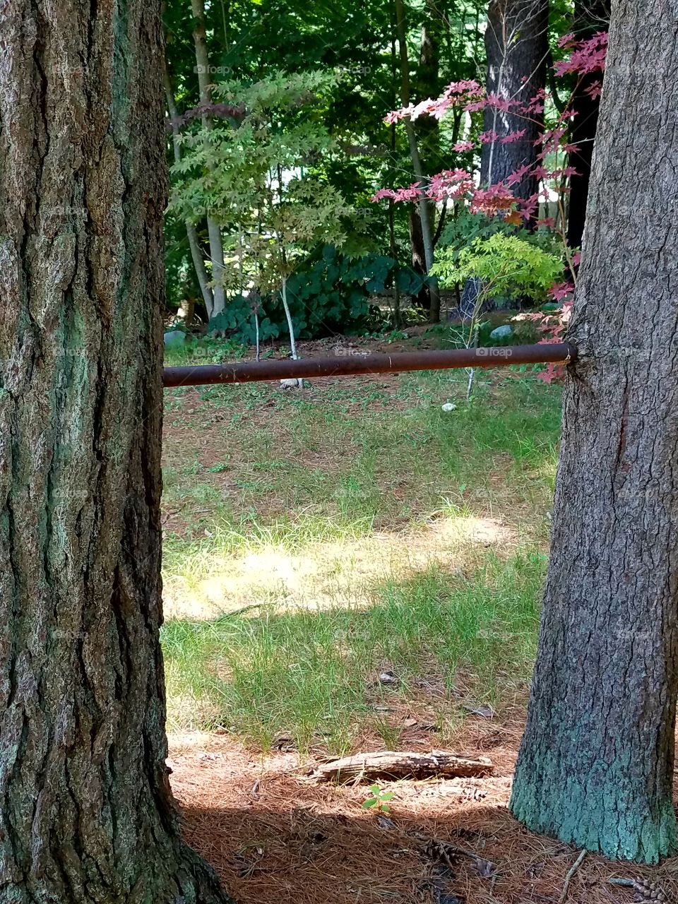 Old fashioned gym bar, vintage, in between two trees. Embedded into overgrown bark.