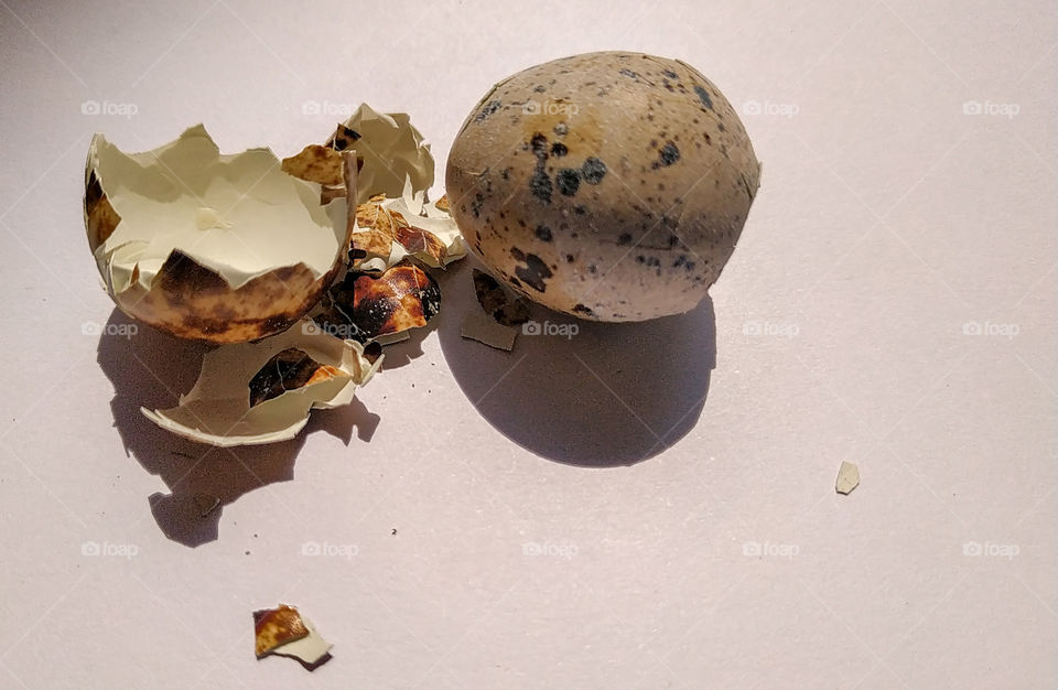 Broken quail egg