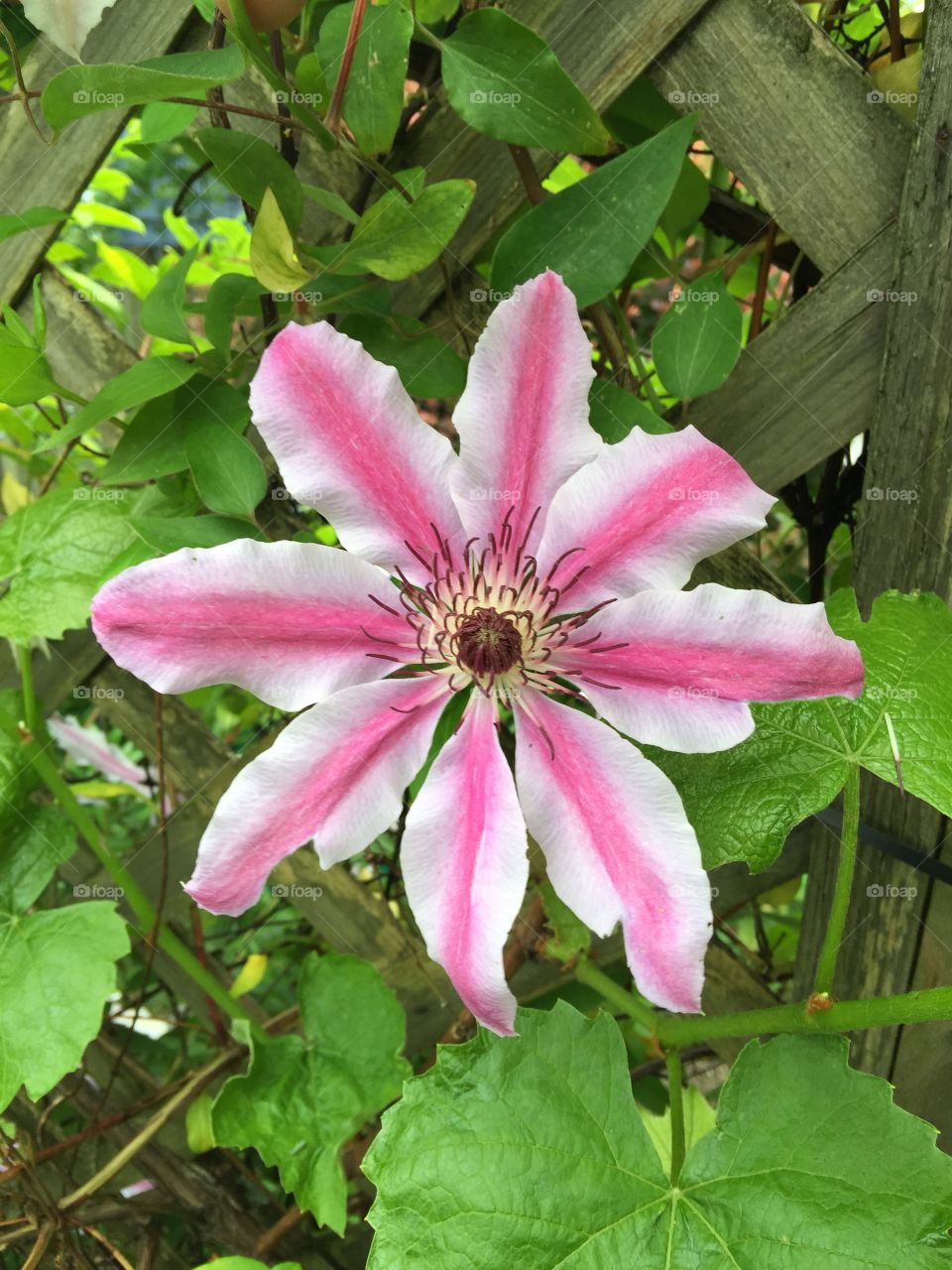 Pink flower. Pretty in pink