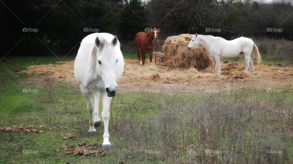 Hay is for Horses 🐴🤗