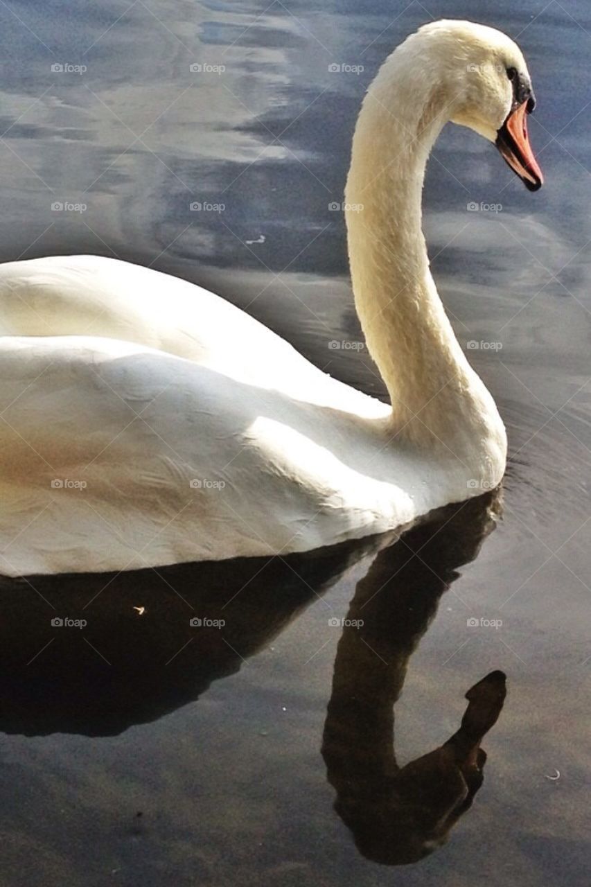 swan