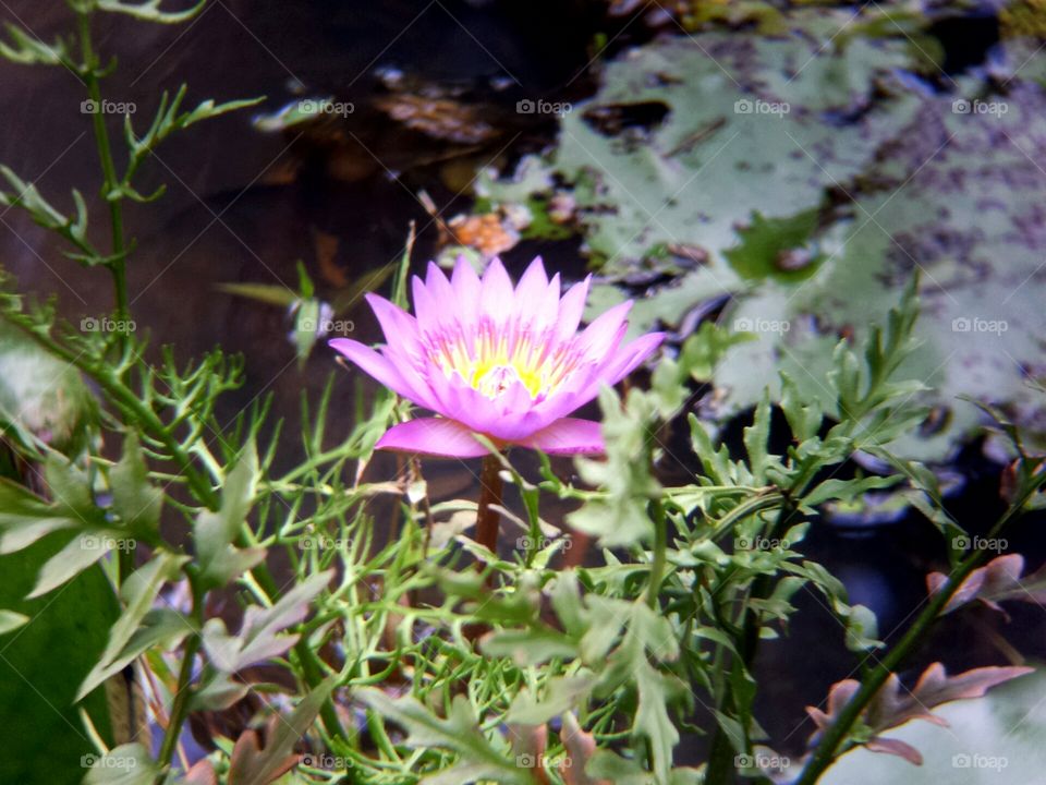 Water Lilly