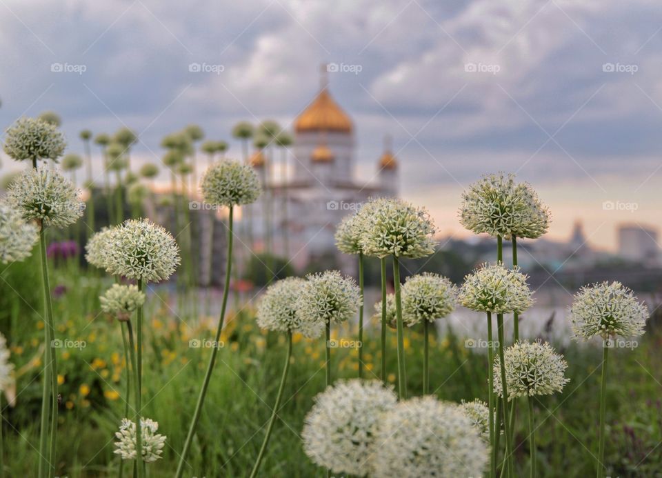 Summer flowers in Moscow 