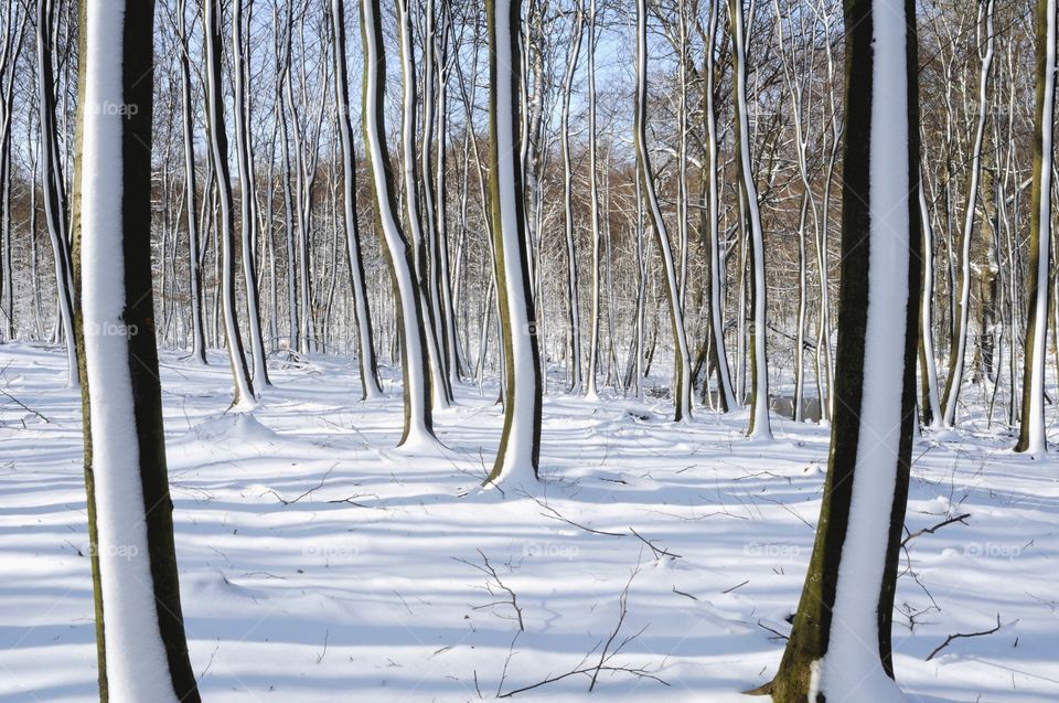 beech forest. snow on the trunks aftet blizzard