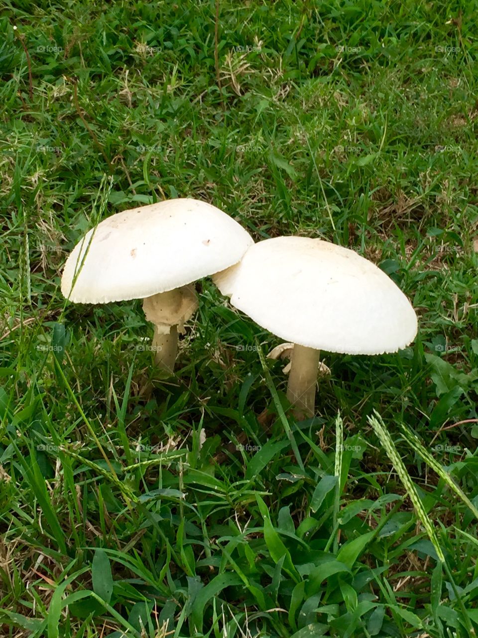 Two mushrooms side by side. I protected these from being trampled by my dogs.