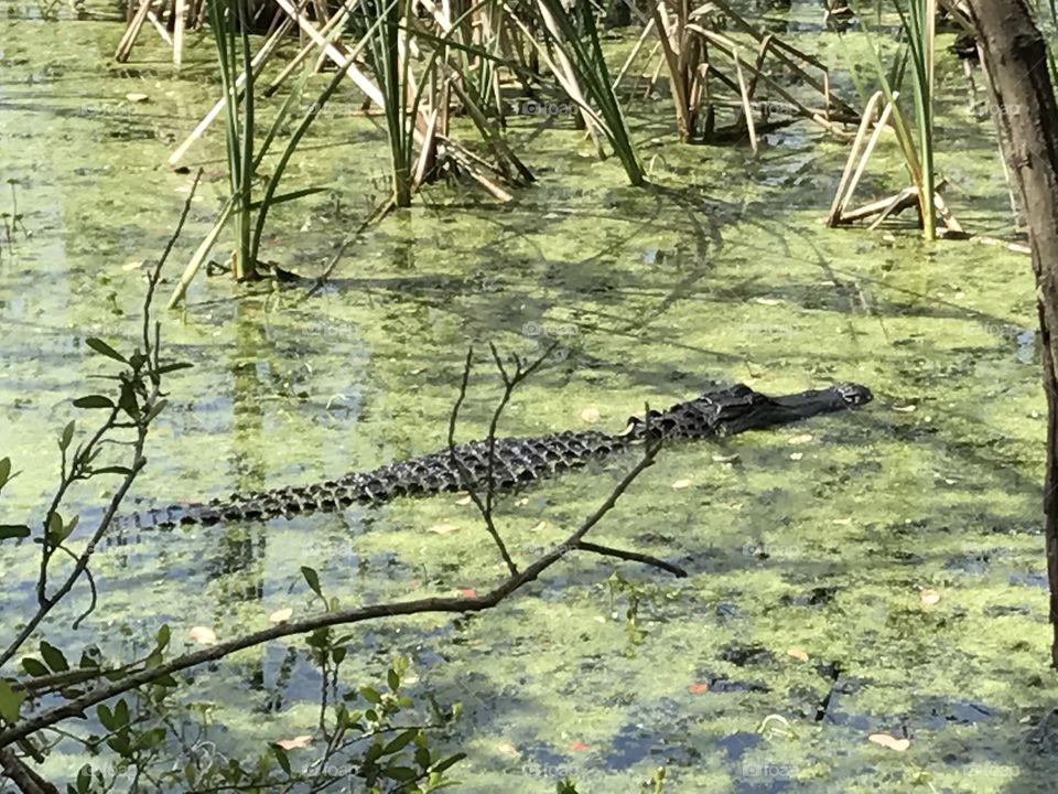 Gator