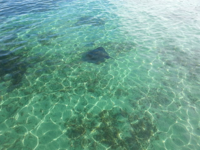 Stingray