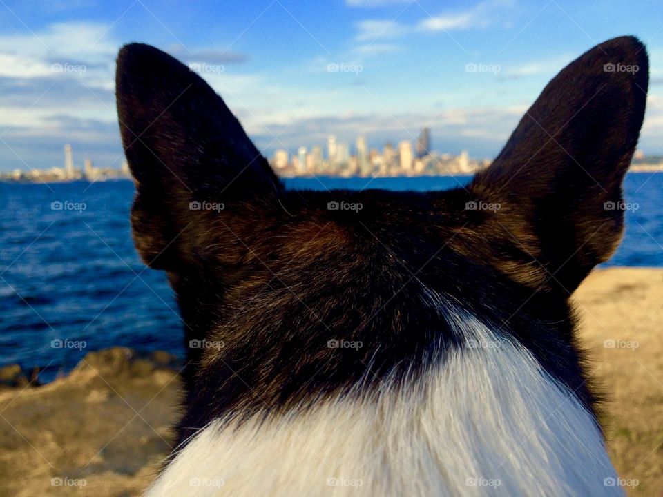 View of a city through dog ears