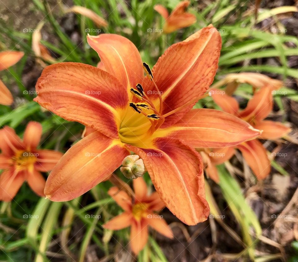 Close-Up Orange Lily