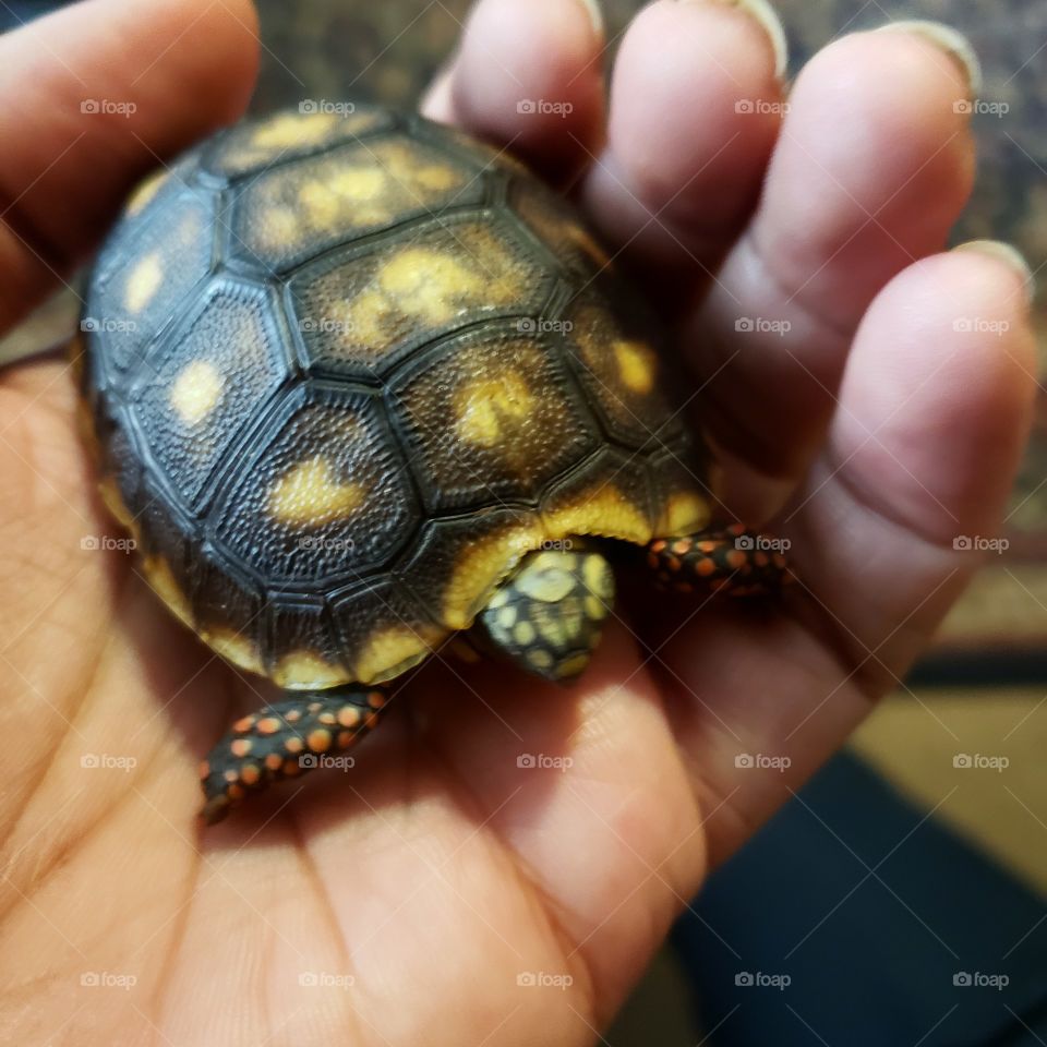 baby redfoot tortoise