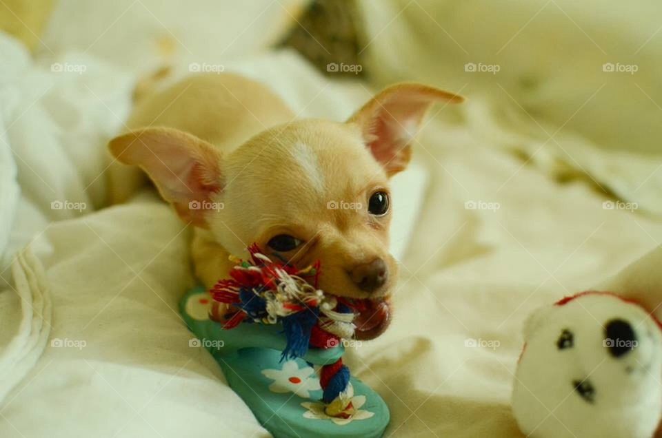 toy cute puppy chihuahua by severina1