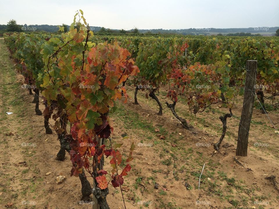 Vignes à l'automne. Vignes devenant rouges à l'automne dans le pays de Chinon (France)