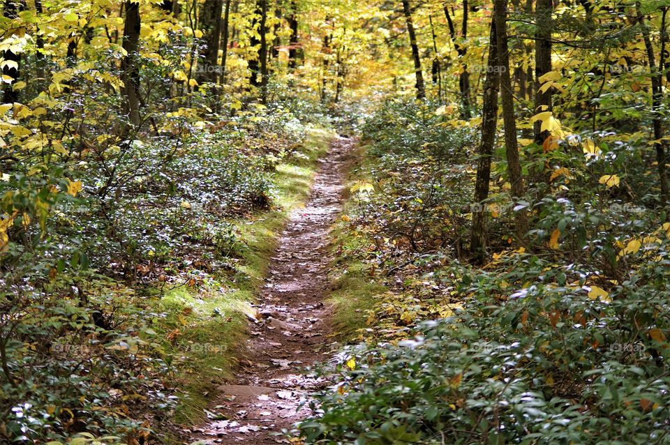 The Hiking Trail 