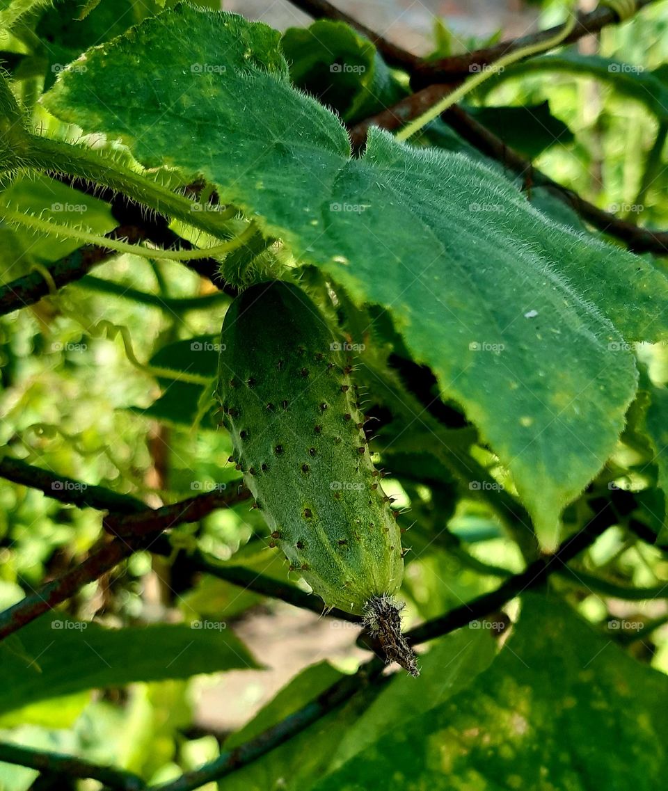 a little cucumber under a leaf