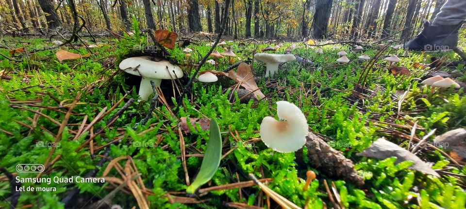 fall and the world of mushrooms