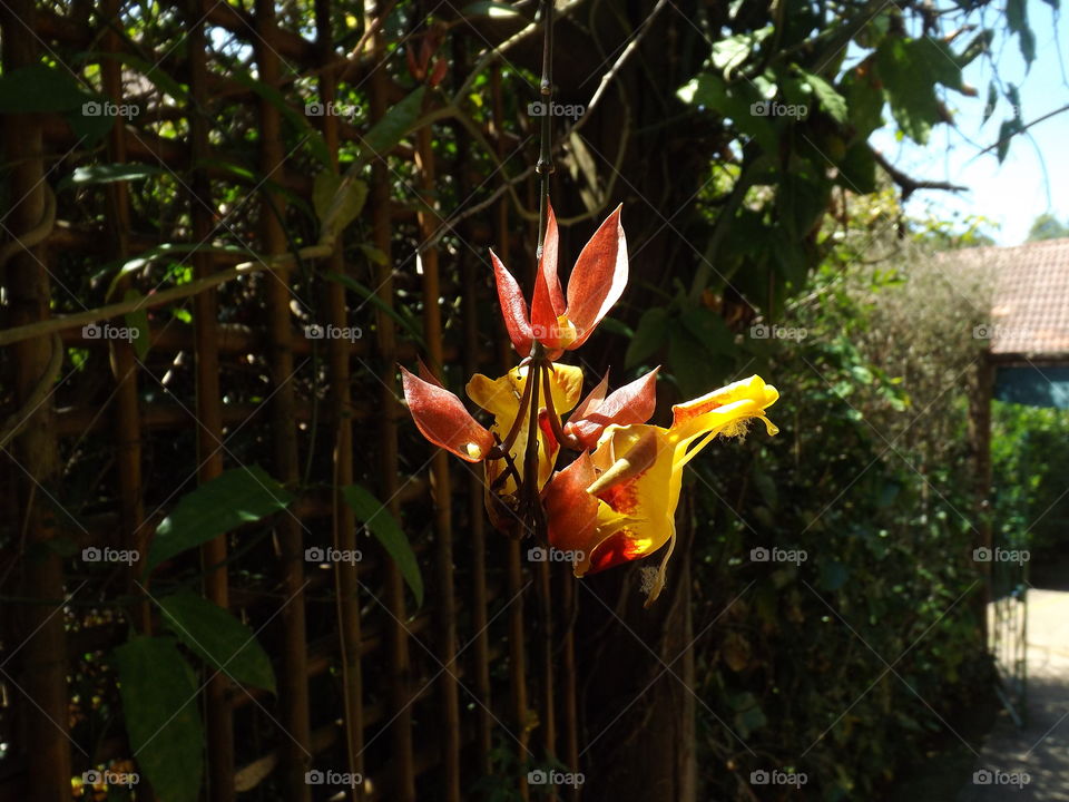 Thunbergia mysorensis known as Jewish slipper as flower maracujá.