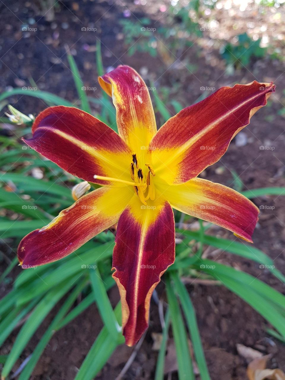 flower with beautiful colors.