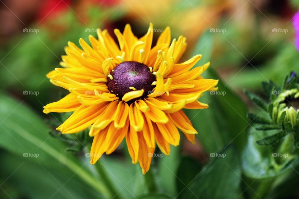 High angle view of flower head