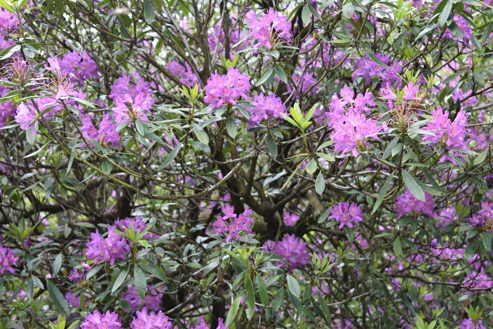 Purple bright flowers 