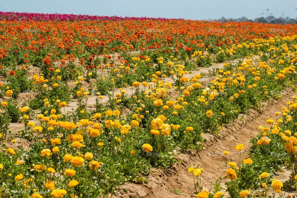 Flower Field