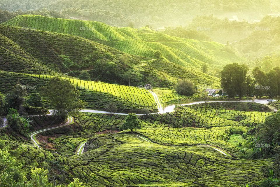 Beautiful scenery in Cameron Highlands, Malaysia