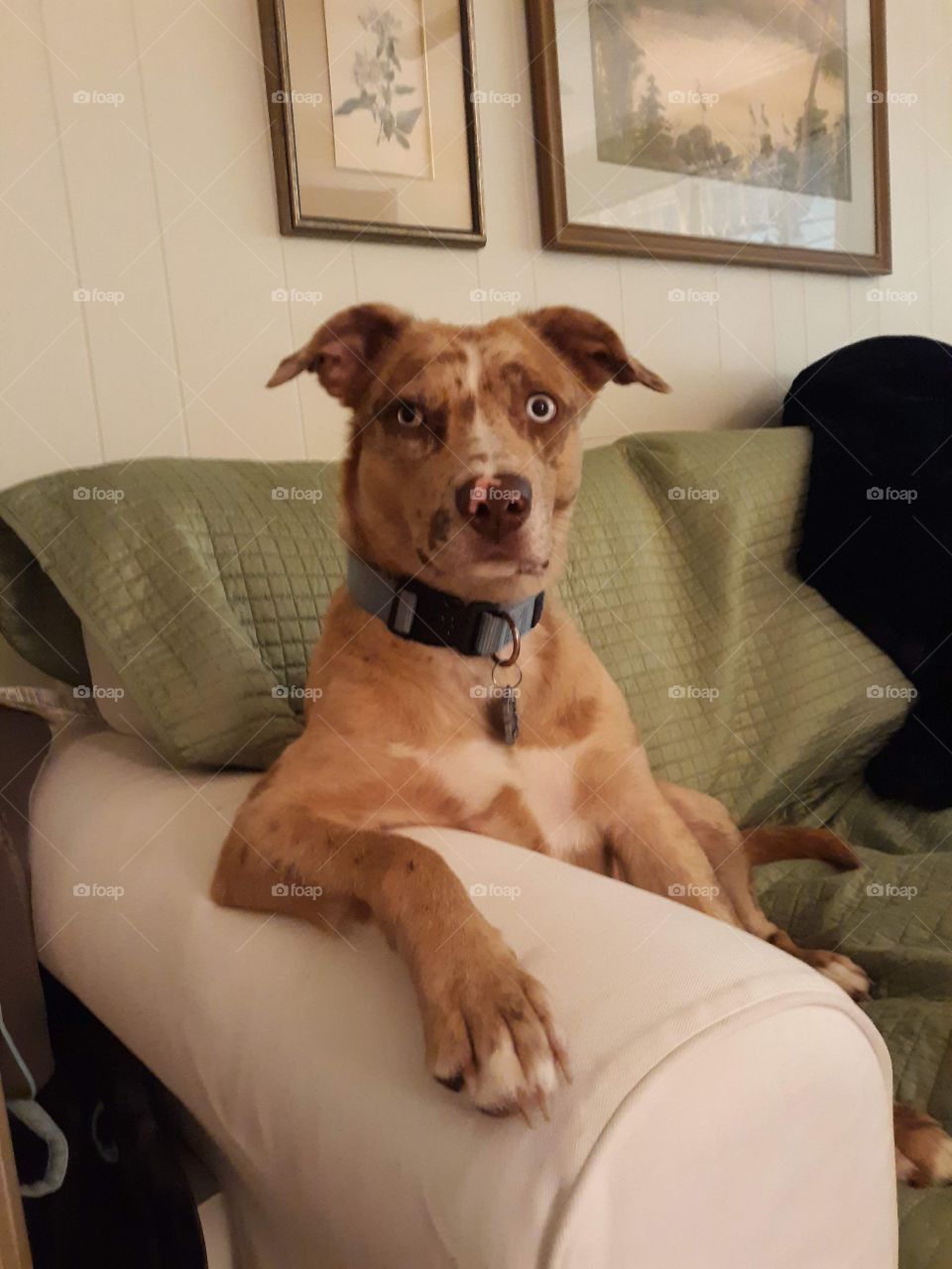 Dog sitting on couch.     Dog relaxing on couch