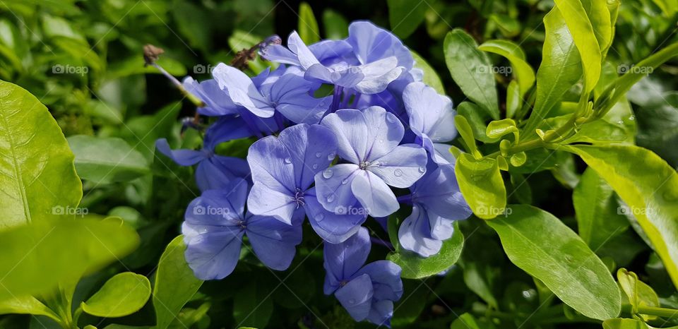 purple flowers