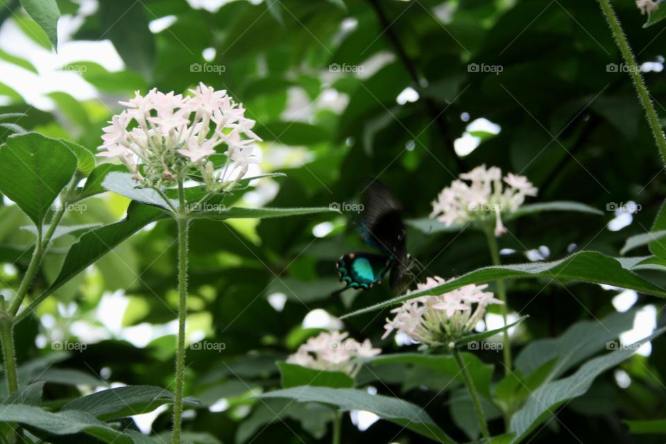 beautiful floral splendor