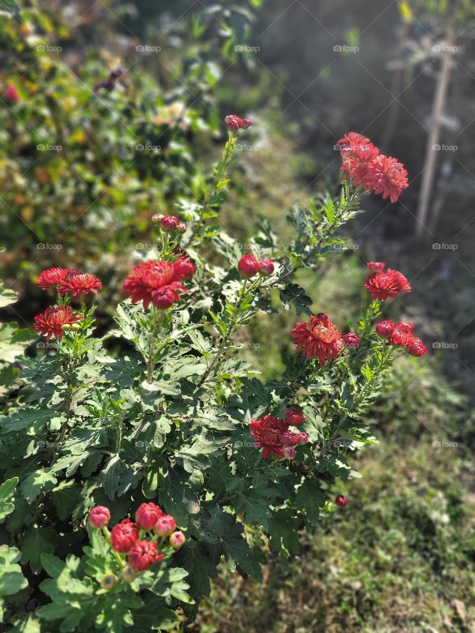 complementary colors