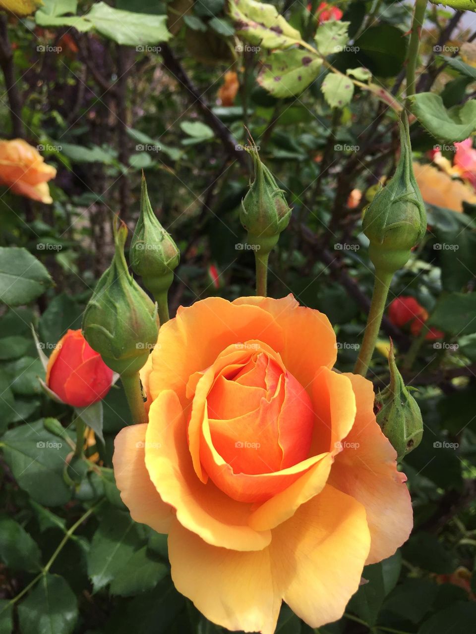 Orange beauty after a long Oregon winter