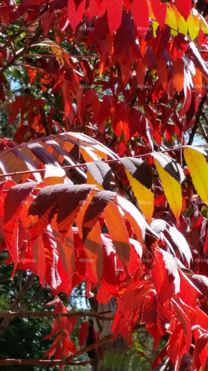 Fall Foliage
