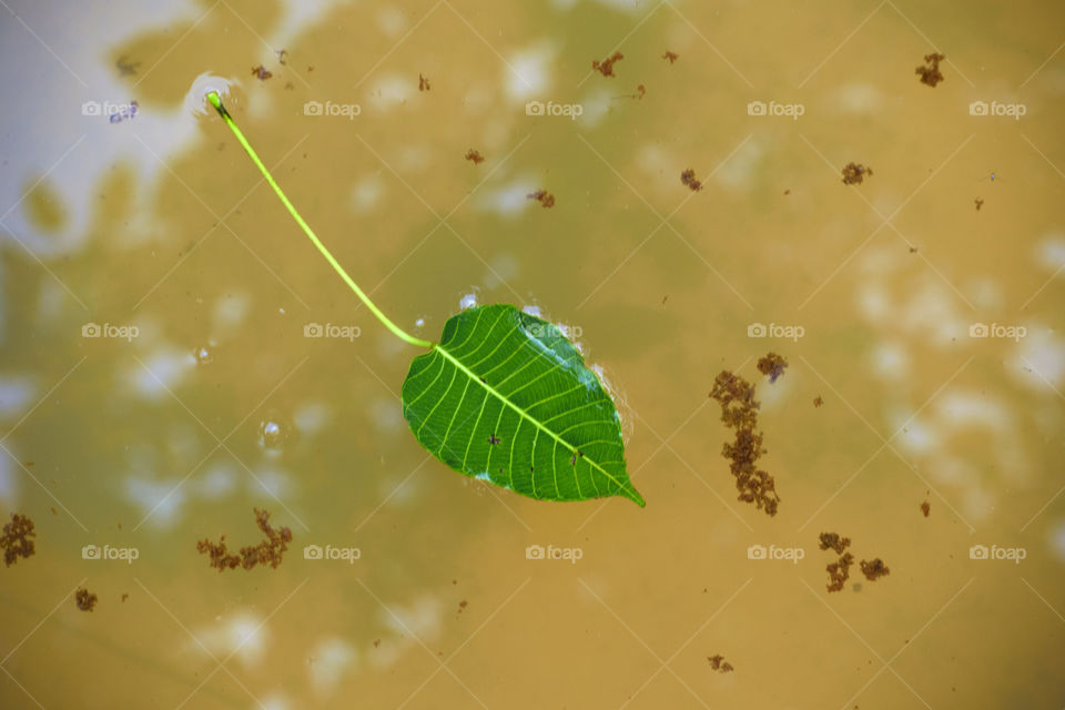 Green Leaf drop on water