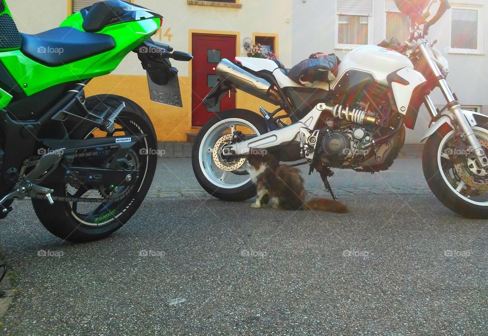 cat love bikes