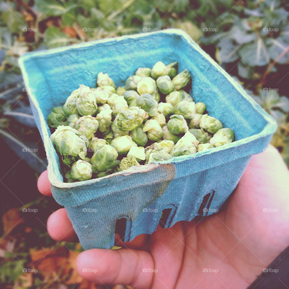 garden brussel sprouts hand picked hand held by bushler14