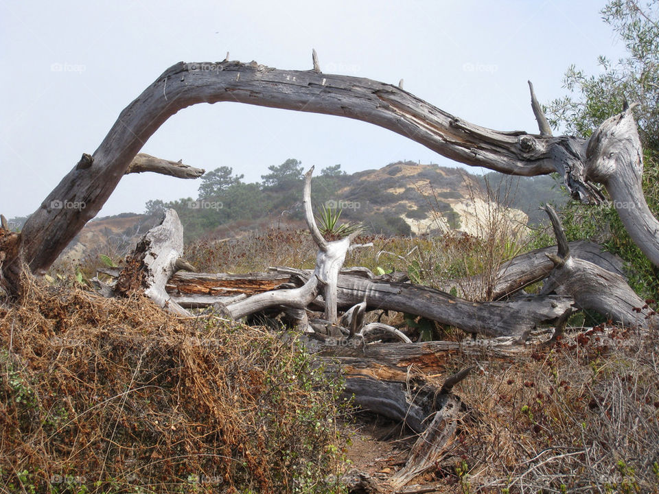 wood pines trails petrified by technotimber