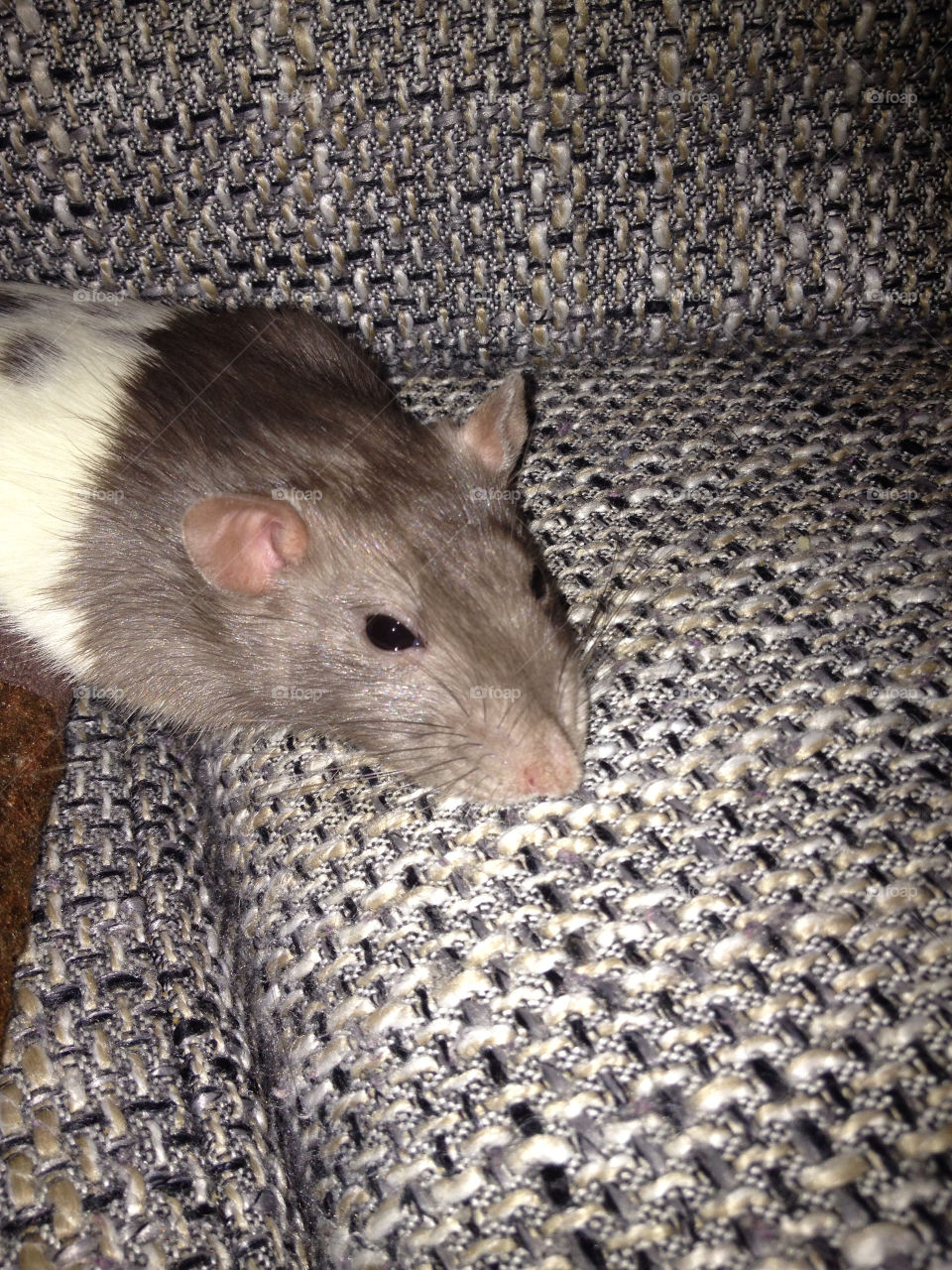 No Person, One, Mammal, Animal, Portrait