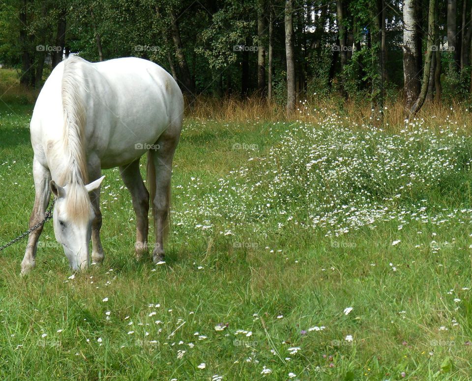 Grass, Mammal, Pasture, Cavalry, No Person