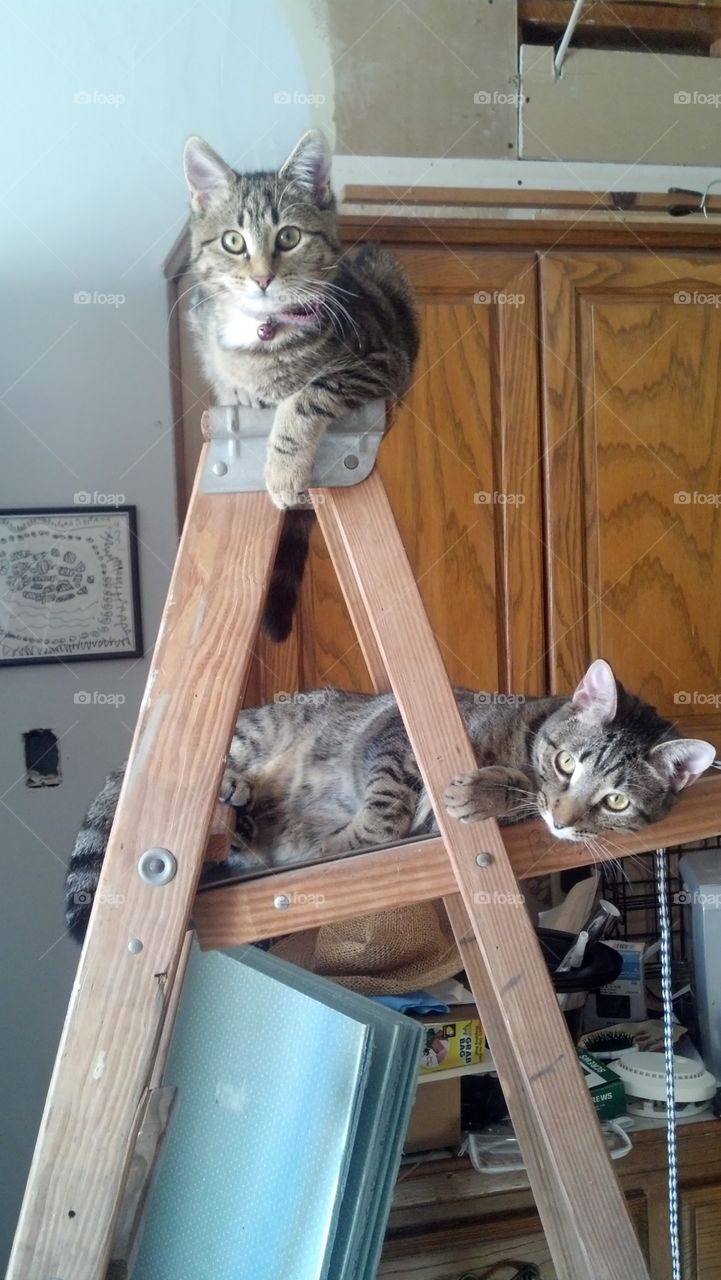 ladder napping