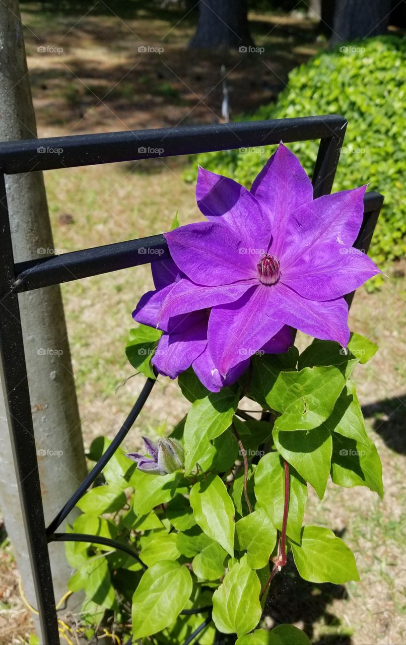 Beautiful, vibrant, purple bloom